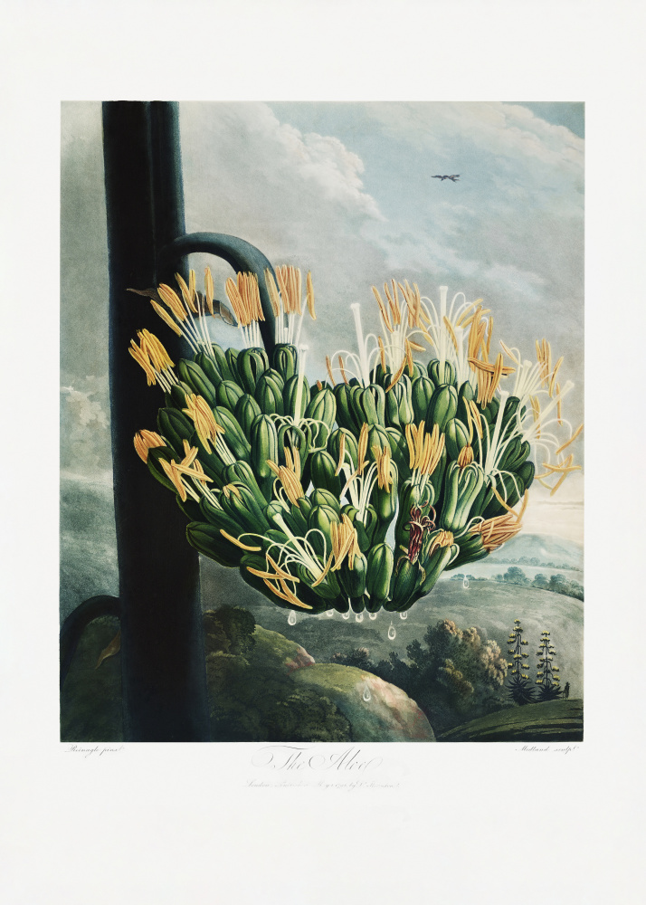 The Aloe from The Temple of Flora (1807) a (after) Robert John Thornton