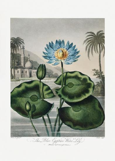 The Blue Egyptian Water-Lily from The Temple of Flora (1807)