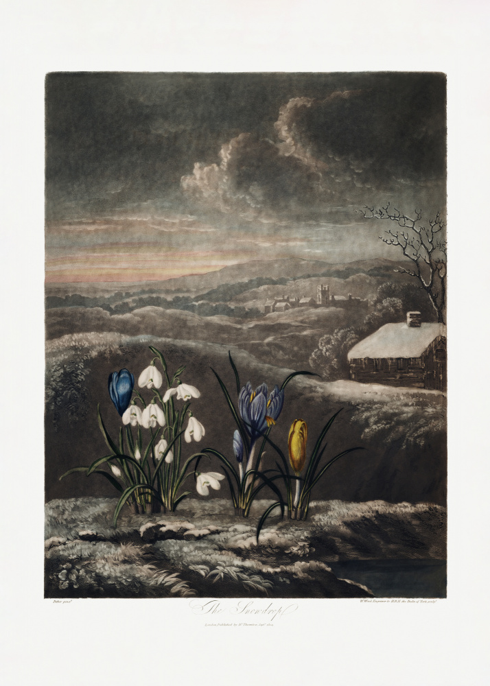 The Snowdrops from The Temple of Flora (1807) a (after) Robert John Thornton