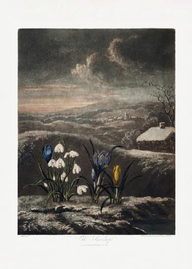 The Snowdrops from The Temple of Flora (1807)
