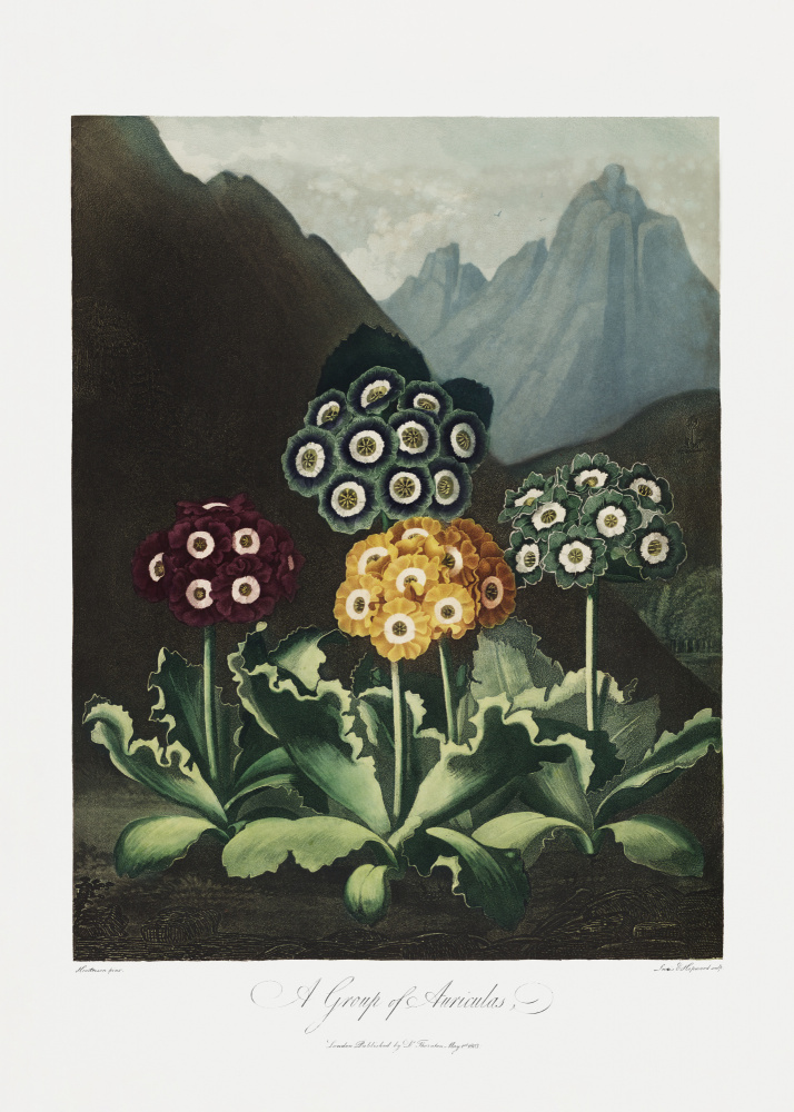 A Group of Auriculas from The Temple of Flora (1807) a (after) Robert John Thornton