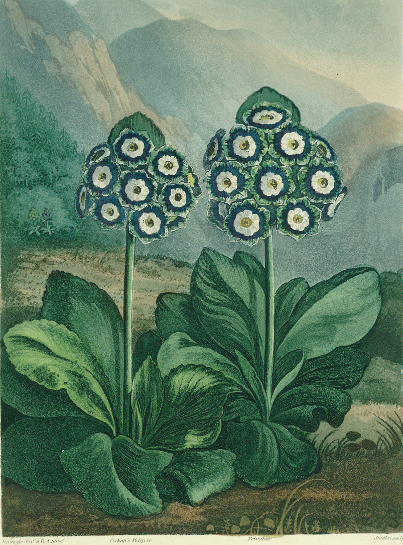Primrose: Primula auricula, engraved by Sutherland, from Robert Thornton's "Temple of Flora" 1807, c a (after) Robert John Thornton