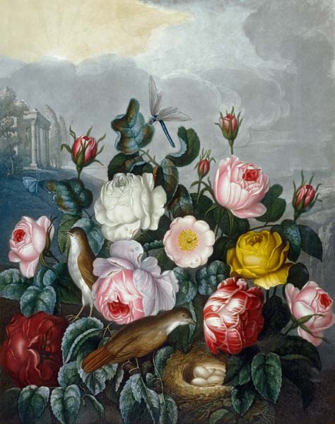 Roses / Aquatint after Thornton 1805 a (after) Robert John Thornton