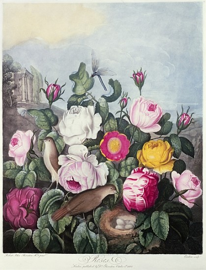 Roses; engraved by Earlom, from ''The Temple of Flora'', by Robert Thornton, pub. 1805 a (after) Robert John Thornton