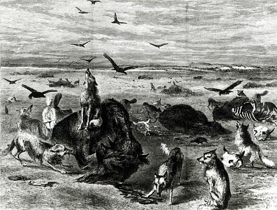 Slaughter of Buffaloes on the Plains, from Harpers Weekly 1872 a (after) Theodore Russell Davis