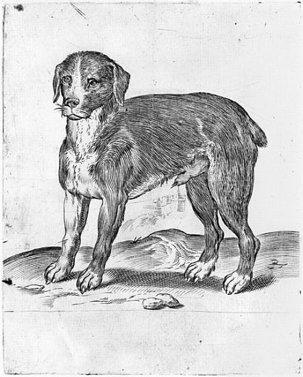 Dog a Agostino Carracci