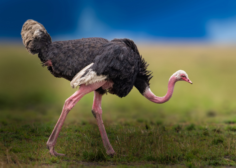 Common ostrich a Ahmed Elsheshtawy