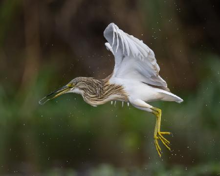 Squacco heron