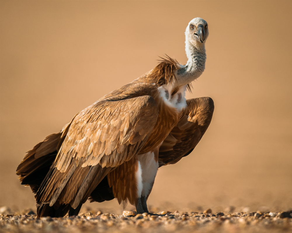 Griffon Vulture a Ahmed Sobhi