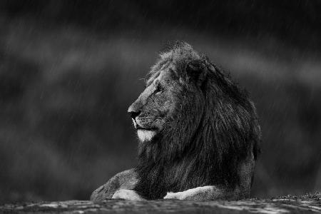 Rainy King