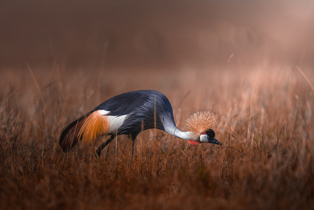 Black crowned crane a Ahmed Sobhi