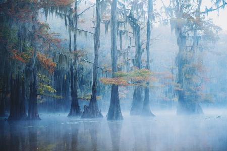 Foggy Swamp Morning