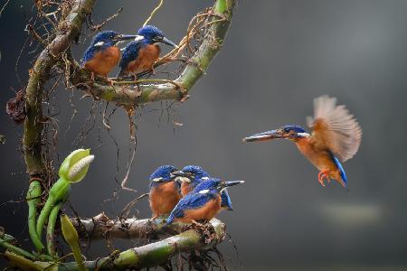 the blue king fishers