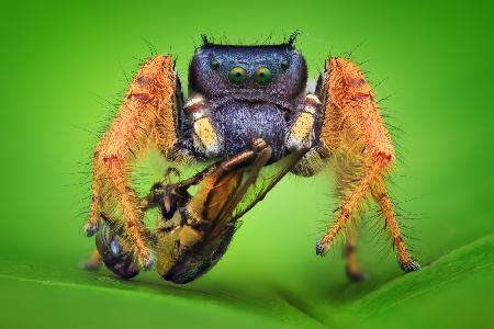 Phidippus arizonensis with robberfly