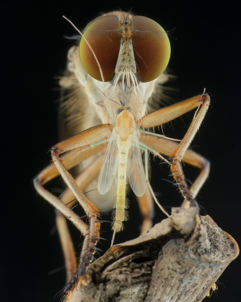 robberfly and prey a Ajar Setiadi