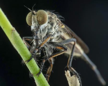 robberfly and prey