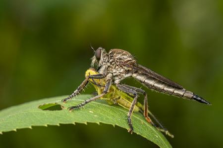 Robberfly with prey