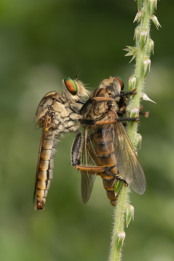 Robberfly with prey a Ajar Setiadi
