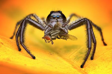 Jumping spider and prey