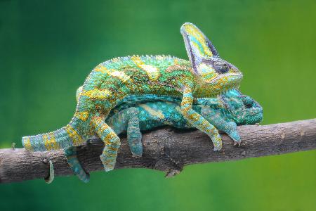 vield chameleon mating