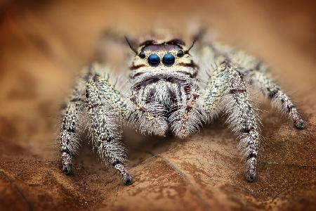 White junping spider