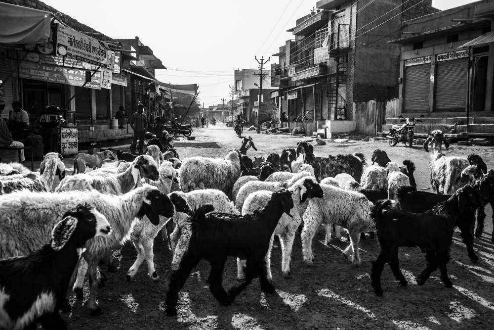 A Flock of Sheep in Rohet Village a Ajit Rana