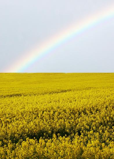 Field Yellow Flowers Rainbow