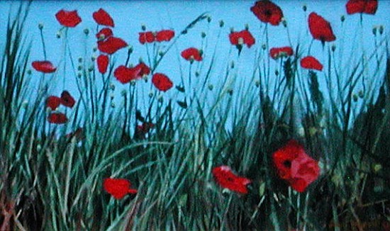 Poppies, 2002 (oil on canvas)  a Alan  Byrne