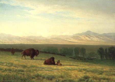 Buffalo on the Plains a Albert Bierstadt