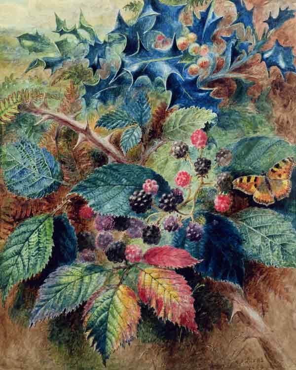 Blackberries and Holly with a Butterfly a Albert Durer Lucas