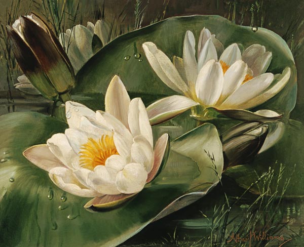 AB235 Water Lilies a Albert  Williams
