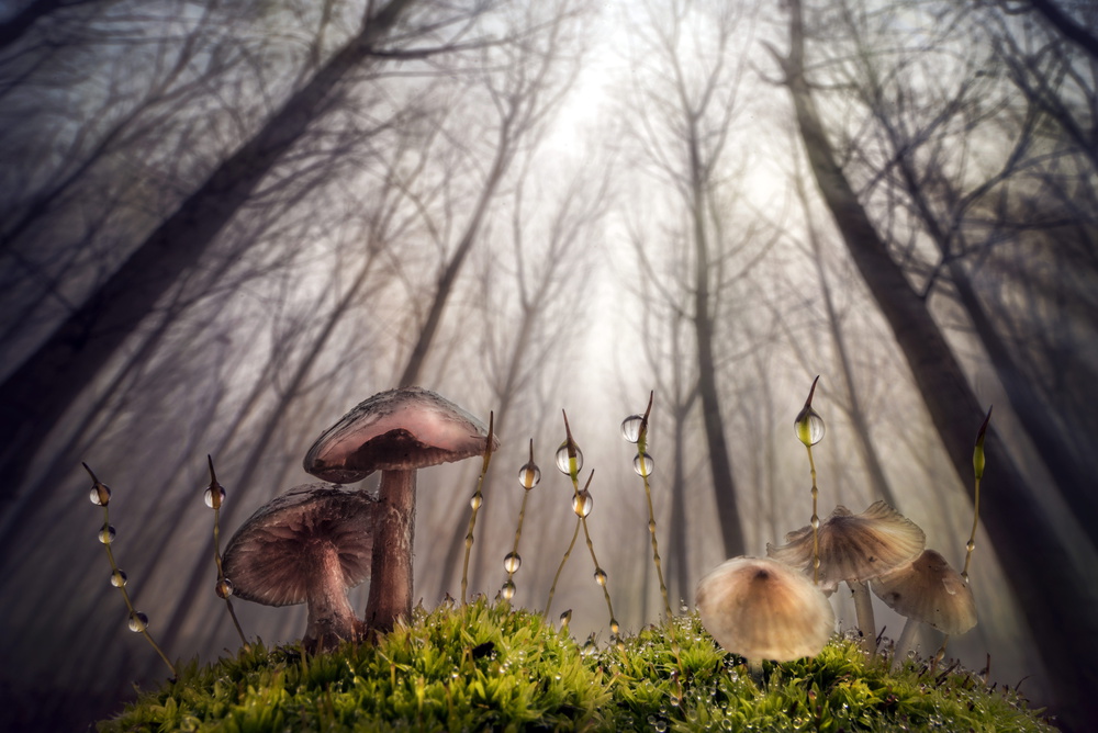 Small and giant creatures of the woods a Alberto Ghizzi Panizza