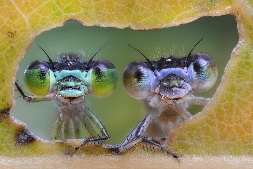 Two nice faces a Alberto Ghizzi Panizza