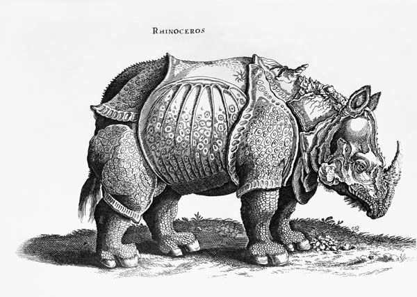 Rhinoceros, no.76 from ''Historia Animalium'' Conrad Gesner (1516-65) published in July 1815 a Albrecht Durer