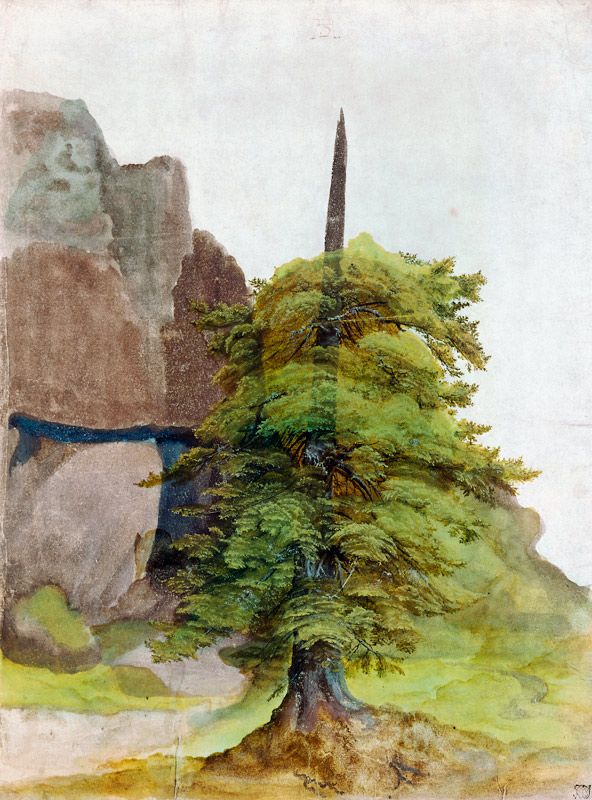 Tree. a Albrecht Durer