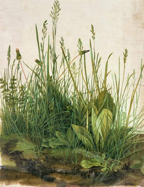 Grande zolla - studio di erbe a Albrecht Durer