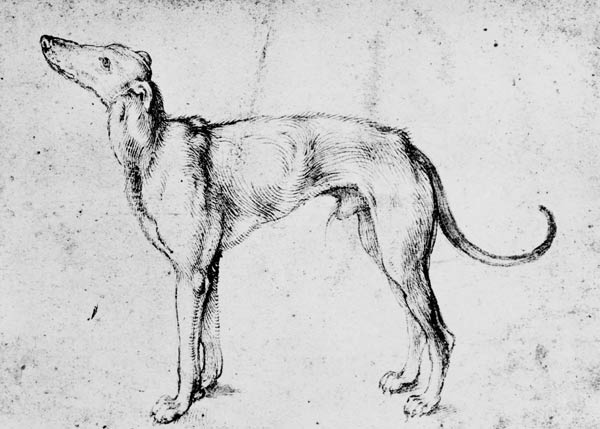 A.Dürer, Greyhound / Draw./ c.1500 a Albrecht Durer