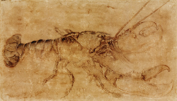 Lobster a Albrecht Durer