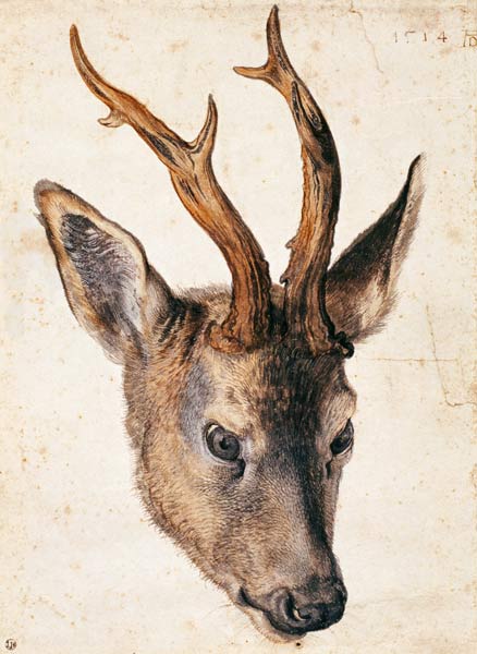 Testa di un cervo a Albrecht Durer