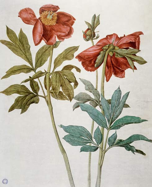 Peonie a Albrecht Durer