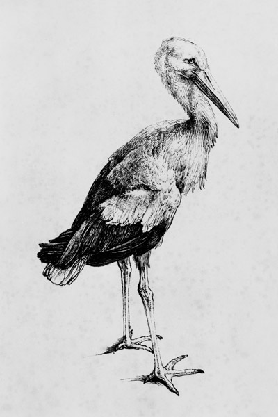 A.Dürer, Stork / Draw./ c.1500 a Albrecht Durer
