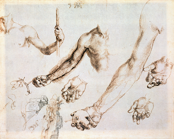 Study of male hands and arms (pen) a Albrecht Durer