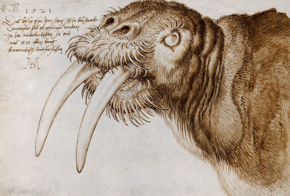 Wafrus a Albrecht Durer