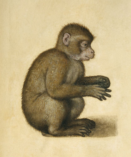 Una scimmia a Albrecht Durer