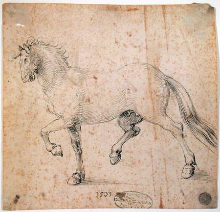 Horse a Albrecht Durer