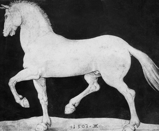 Cavallo a Albrecht Durer