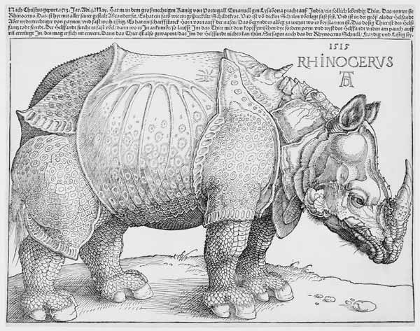 The Rhinoceros a Albrecht Durer