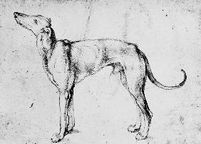 A.Dürer, Greyhound / Draw./ c.1500