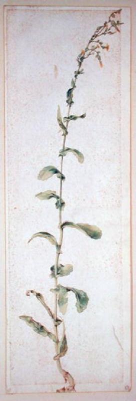 A Tobacco Plant