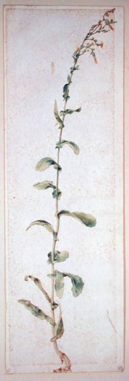 A Tobacco Plant a Albrecht Durer